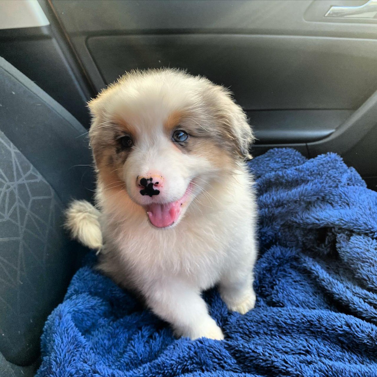Morlich - Australian Shepherd Puppy